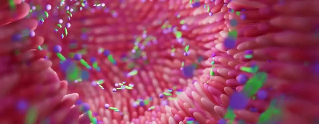 Probiotics for Skin Health: How Gut Bacteria Can Improve Your Skin
