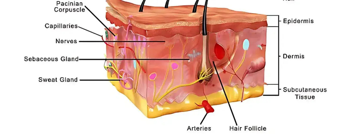 Understanding the Complexities of Skin Anatomy: An In-Depth Exploration