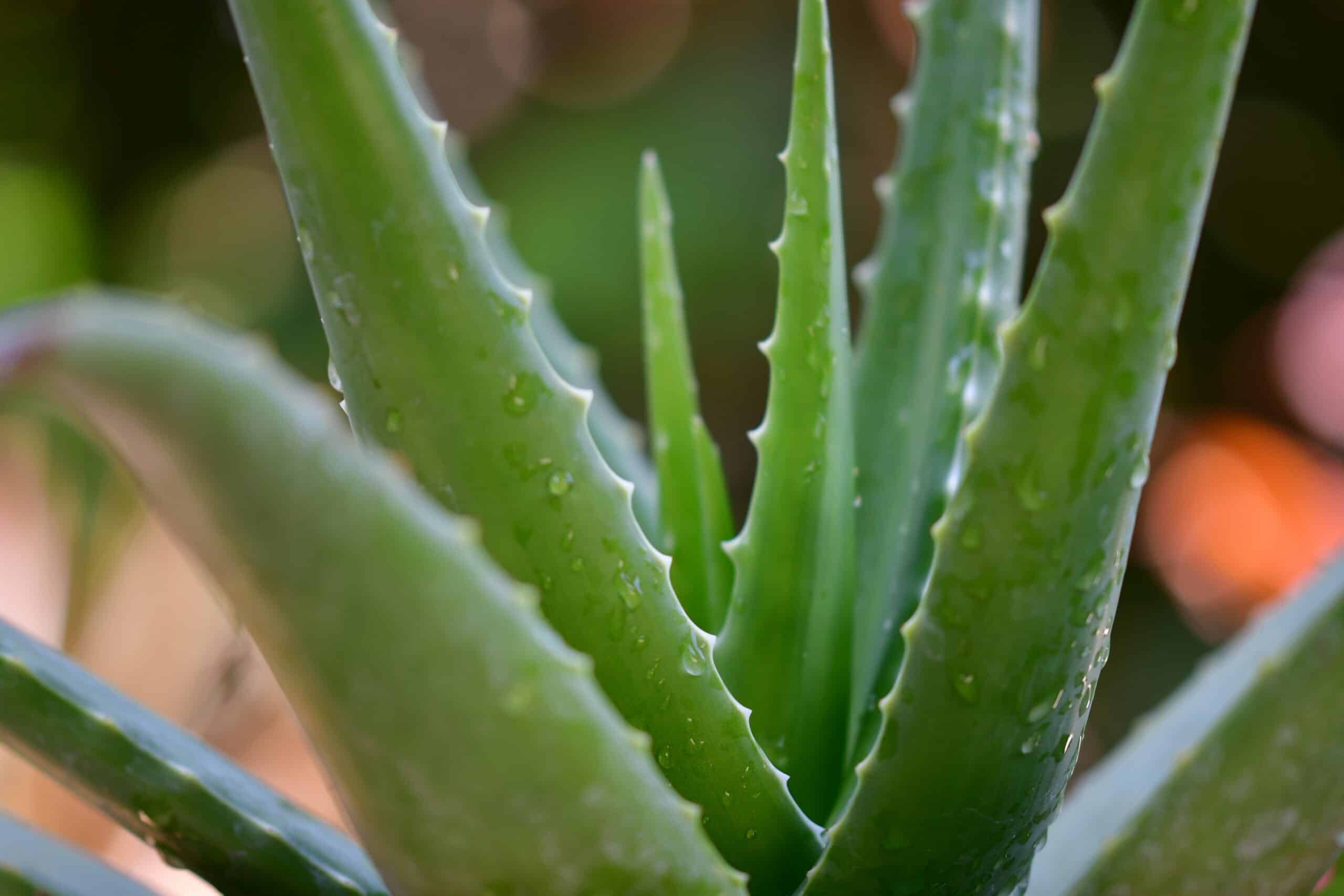 aloe vera benefits