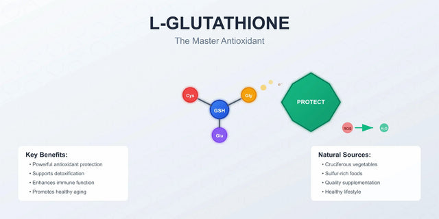 The Complete Guide to L-Glutathione: Your Body's Master Antioxidant